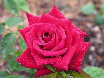 هفت روش برای جوان ماندن