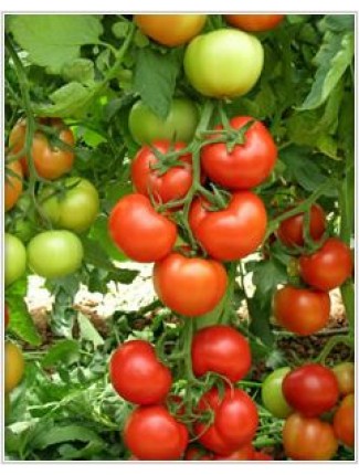 10 فایده گوجه فرنگی که تا به حال نمی‌دانستید